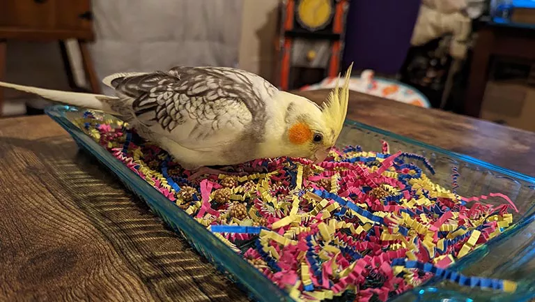 a cockatiel foraging from a tray