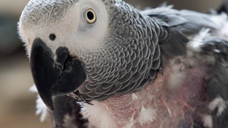 an african grey parrot with his feather plucked پرکنی در کاسکو