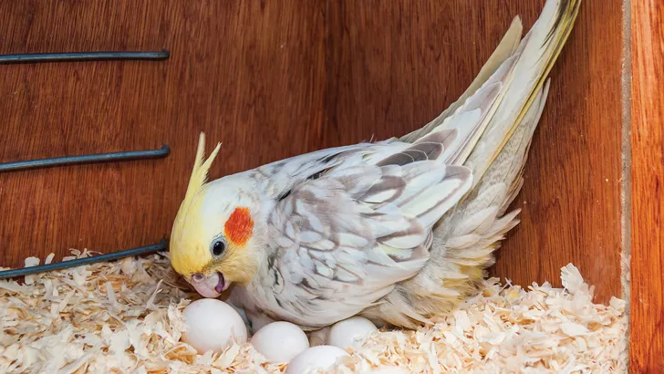 female cockatiel sitting on eggs