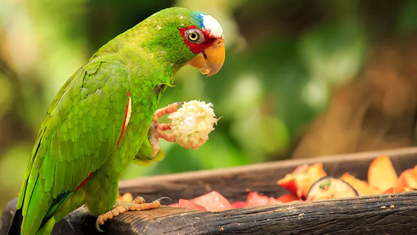 a parrot eating fruit grabbed by foot