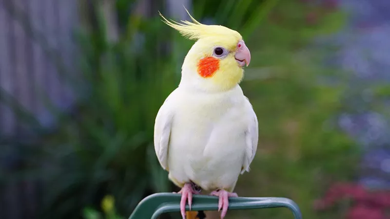 lutino cockatiel sitting