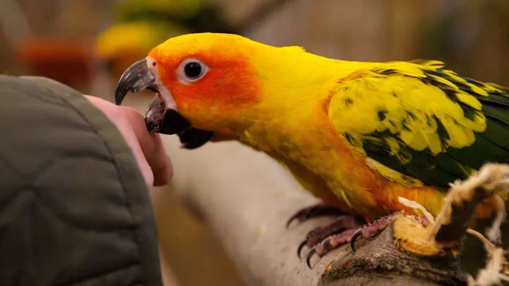 sun conure parrot trying to bite