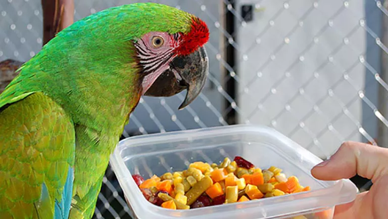 a macaw being offered a bowl of fruits یک ماکائو در حال پذیرش یک ظرف پر از میوه خرد شده