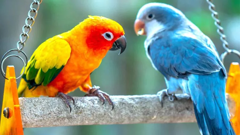 sun conure and quaker parrot sitting on a perch