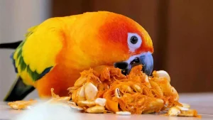 sun conure eating pumpkin
