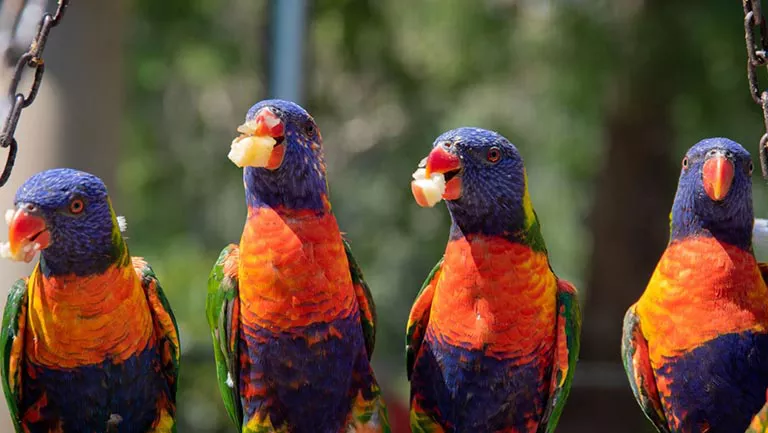 4 lorikeets eating on a branch