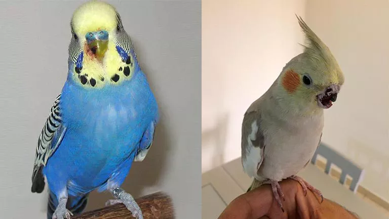 household dangers for birds 2 birds with head trauma
