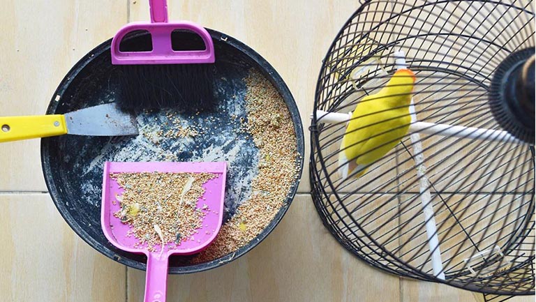 cleaning a bird cage with broom and hand shovel