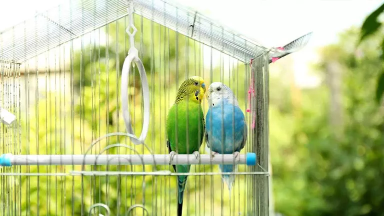 cage selection