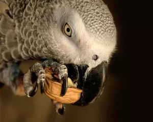 grey parrot eating walnut