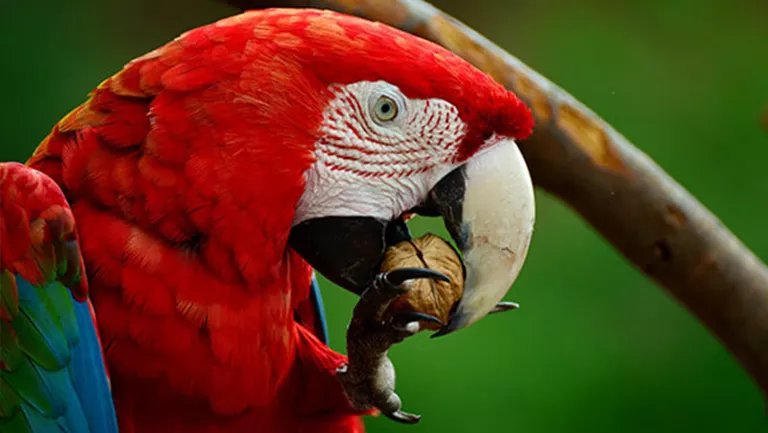 macaw eating nuts