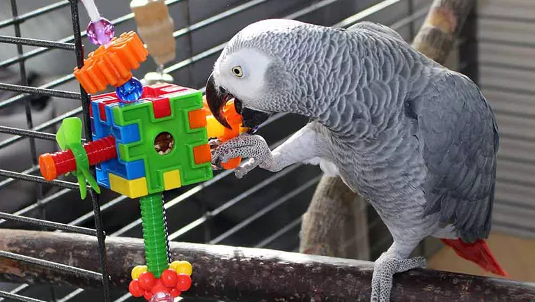 grey parrot holding a toy