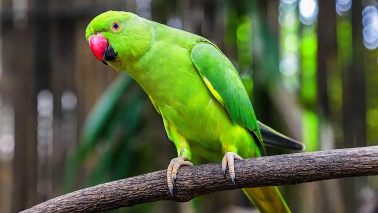 parrot perch