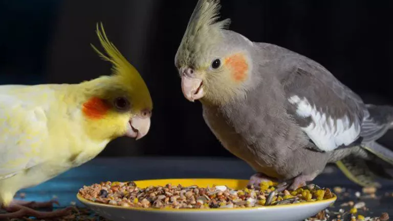 parrot seeds1