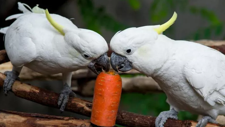 two cockatoos eating carrots