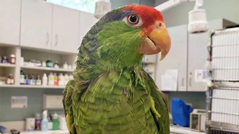 parrot in veterinary clinic چکاپ پرنده