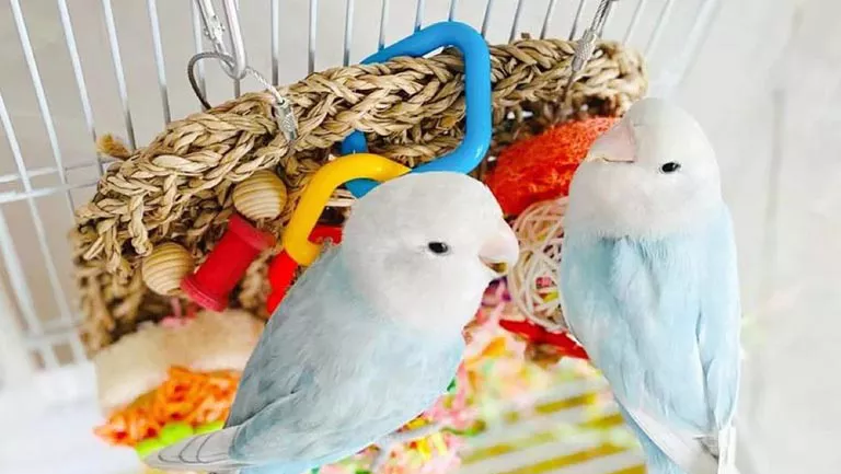 diy parrot toys