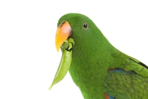 چه میوه و سبزیجاتی برای طوطی سانان قابل استفاده است ؟ 1 eclectus parrot eating peas