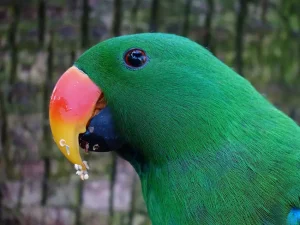 eclectus parrot head and beak