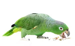 mealy amazon eating