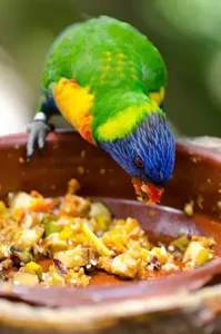 چه میوه و سبزیجاتی برای طوطی سانان قابل استفاده است ؟ 2 rainbow-lorikeet-eating