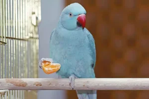 چه میوه و سبزیجاتی برای طوطی سانان قابل استفاده است ؟ 3 ringnecked parakeet blue type