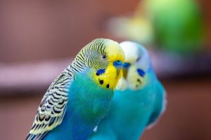 انتخاب پرنده مناسب از عروس هلندی تا کاسکو، کدام برای شما بهتر است؟ 7 باجریگر